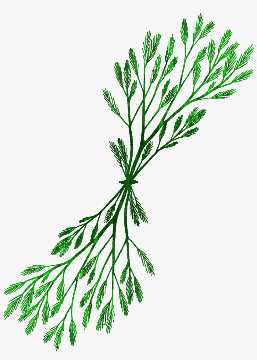 Kelp Clipart At Getdrawings - Drawing, transparent png #685249