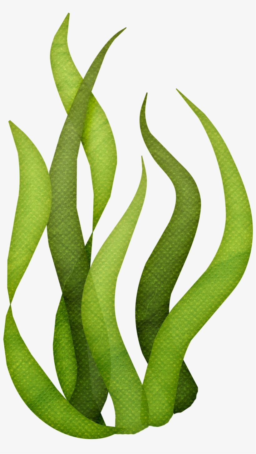 Svg Transparent Library Seaweed Algae Clip Art Ocean - Seaweed Clipart, transparent png #685269