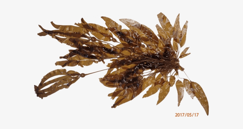 An Experimental Replicate Recovered From A 2017 Enhancement - Bullwhip Kelp, transparent png #685598