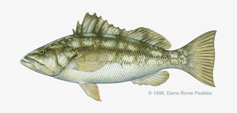 All-tackle World Records - Calico Bass, transparent png #685618