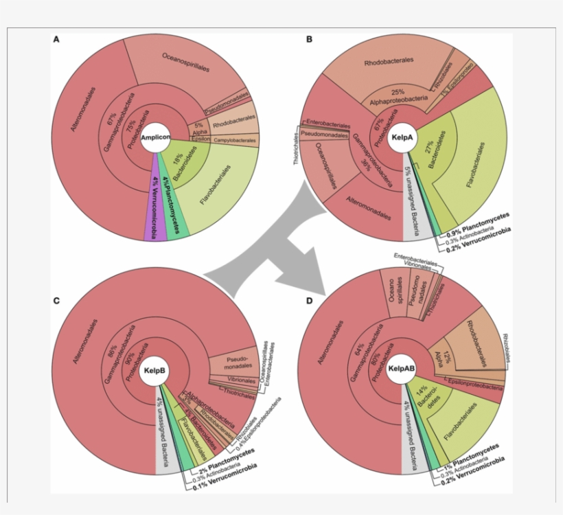 Taxonomic Composition Of The Kelp Biofilm Community - Bacteria, transparent png #686471