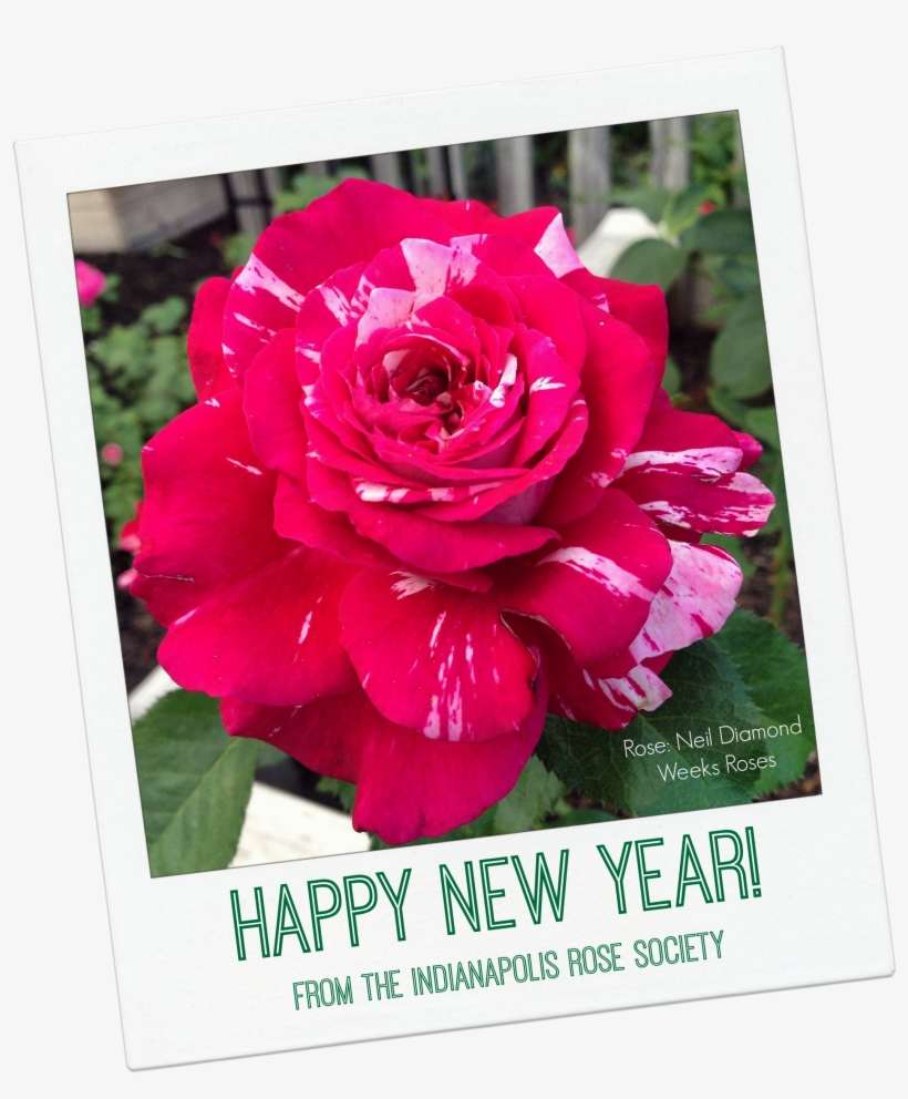 Irs Happy New Year - Happy New Year With Rose, transparent png #686575