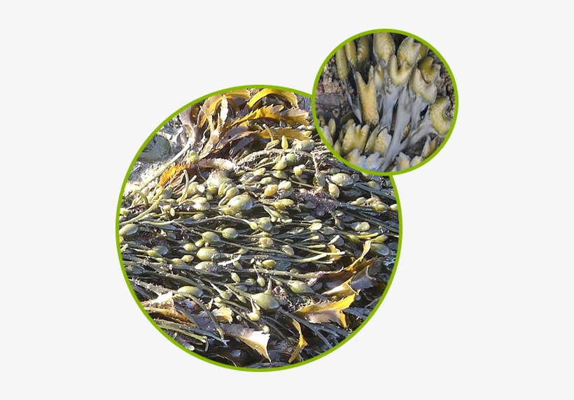 Bladderwrack Seaweed Kelp Extract - Fucus Vesiculosus, transparent png #686703