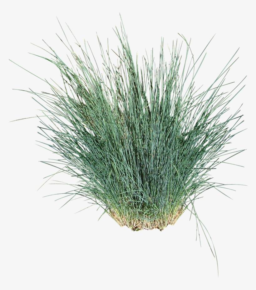 Kingsdale® - Ornamental Grass Cut Out, transparent png #687439