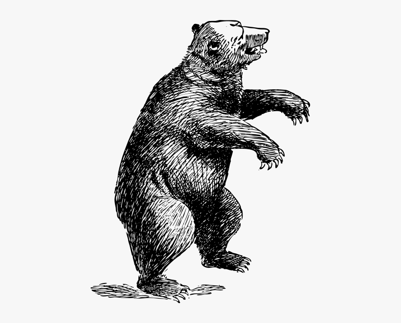 Grizzly Bear American Black Bear Polar Bear Drawing - Standing Bear Transparent, transparent png #687703