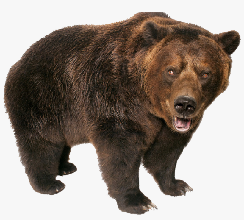 Grizzly Bear Standing Png Image - Grizzly Bear Transparent Background, transparent png #687764