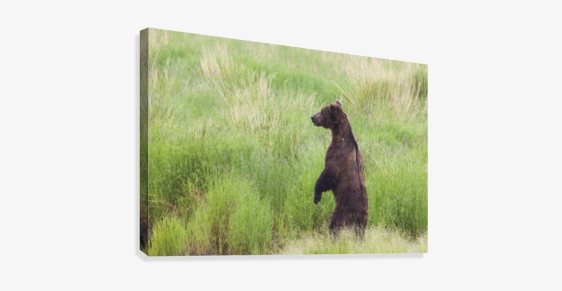 Grizzly Bear Standing On It's Hind Legs To Get A View - Posterazzi Grizzly Bear (ursus Arctos) Standing On, transparent png #687985