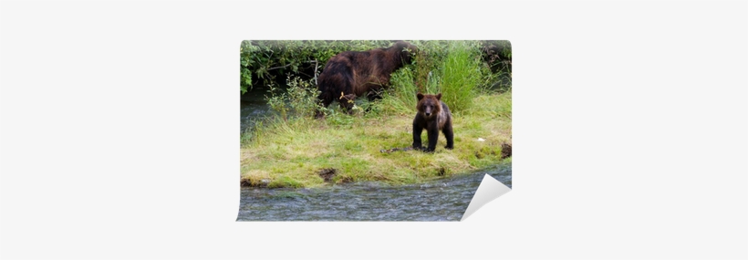 Grizzly Bear, transparent png #688238