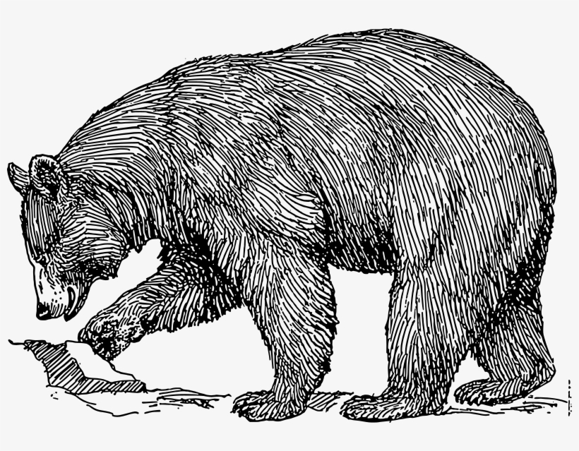 Black Bear Svg Clip Arts 600 X 420 Px, transparent png #688340