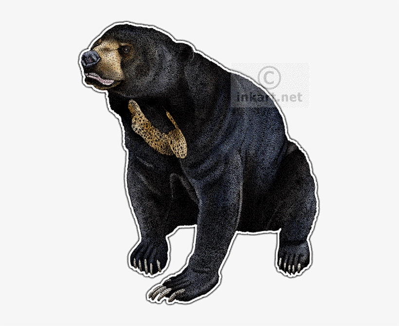 Sun Bear Decal - Malayan Sun Bear Png, transparent png #688682