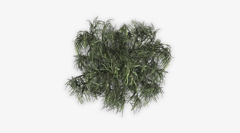 Tree 04small 06 Feb 2009 - Kilogram, transparent png #689184