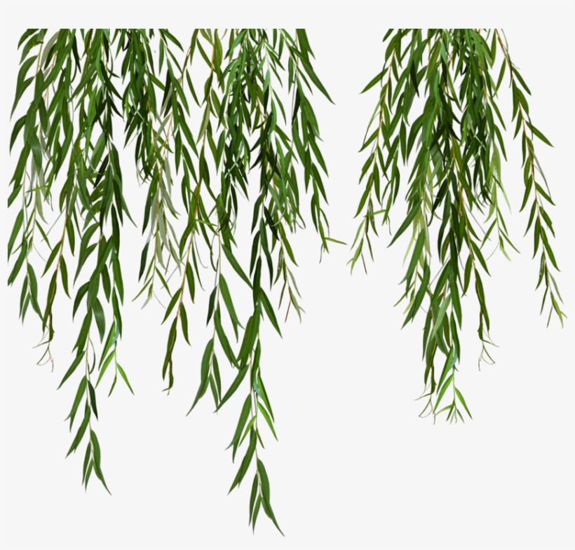 Willow Svg Black And White Stock - Weeping Willow Tree Png Leaves, transparent png #689347