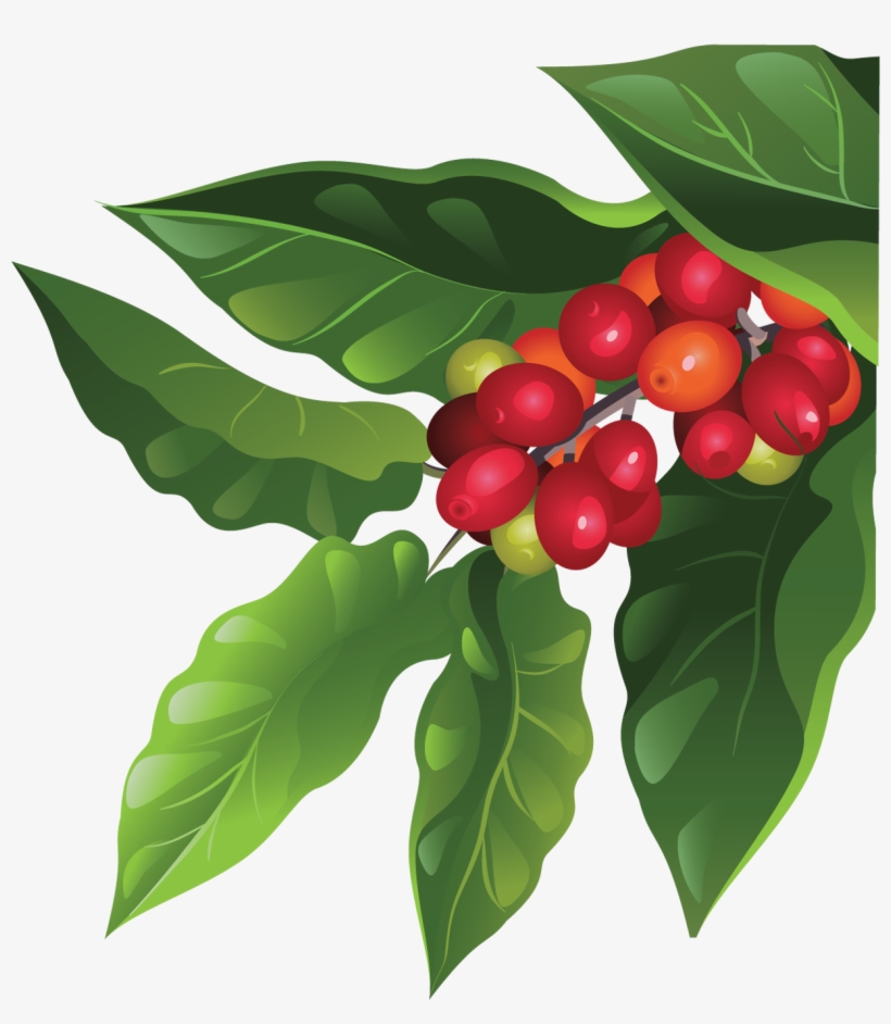A Tree Isn't Fully Mature Until About 7 Years, But - Coffee Tree Png, transparent png #689652