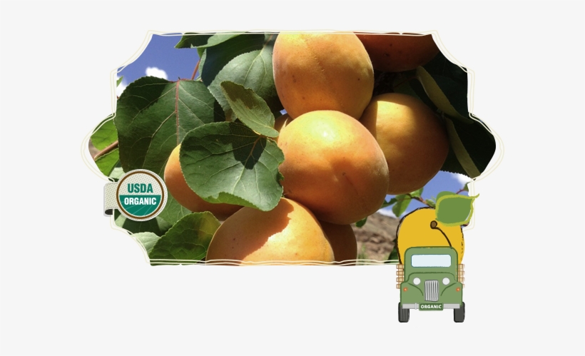 Apricots - Apricot, transparent png #689836