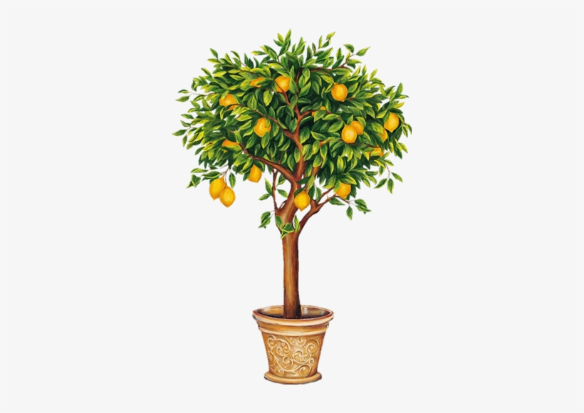 Indoor Citrus And Fruit Trees - Lemon Tree Drawing, transparent png #689837