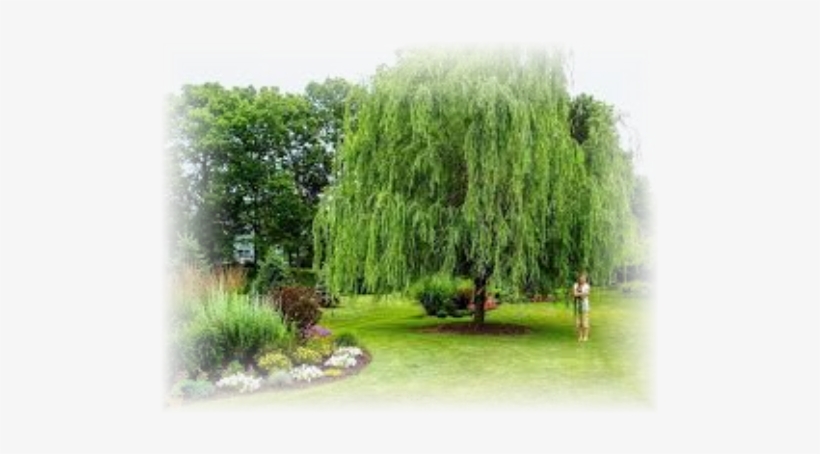 Weeping Willow 'babylonica' - Weeping Willow In The Yard, transparent png #689891