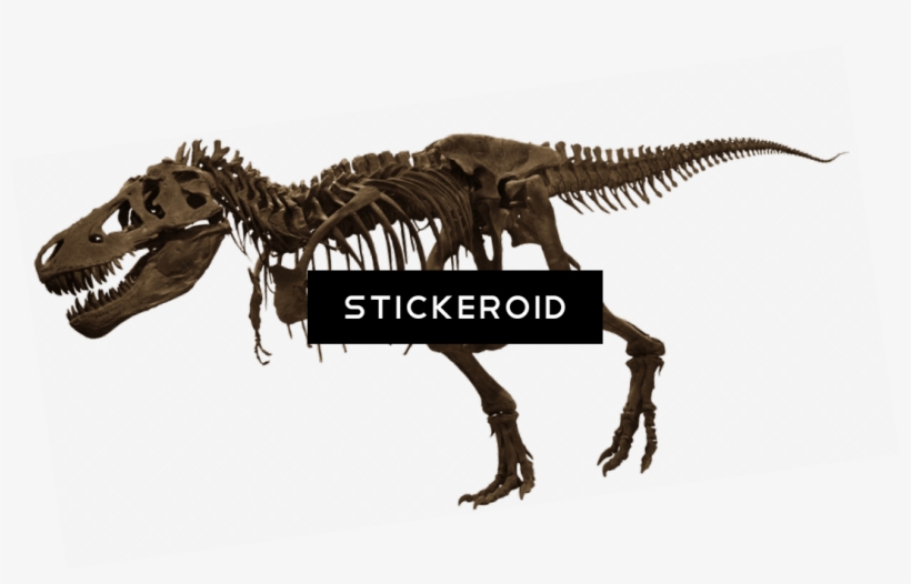 T-rex Skelet, transparent png #6802992