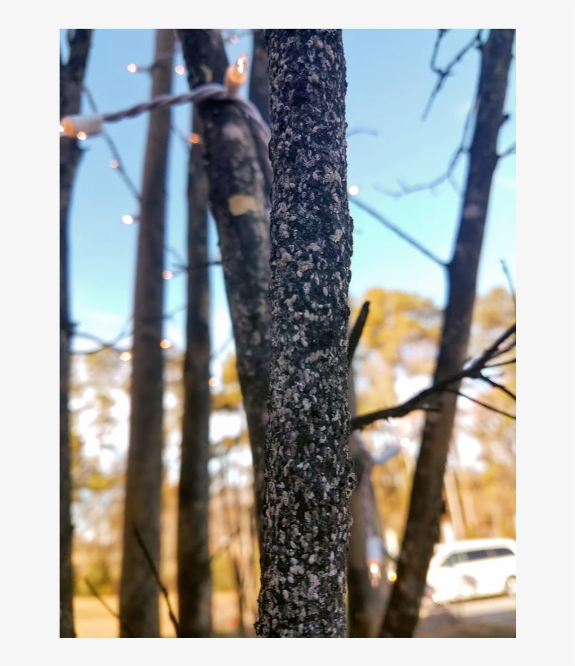 Insects On Branch, transparent png #6804368