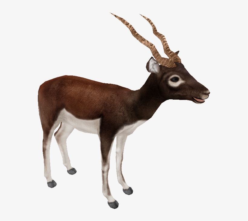 Blackbuck, transparent png #6815296