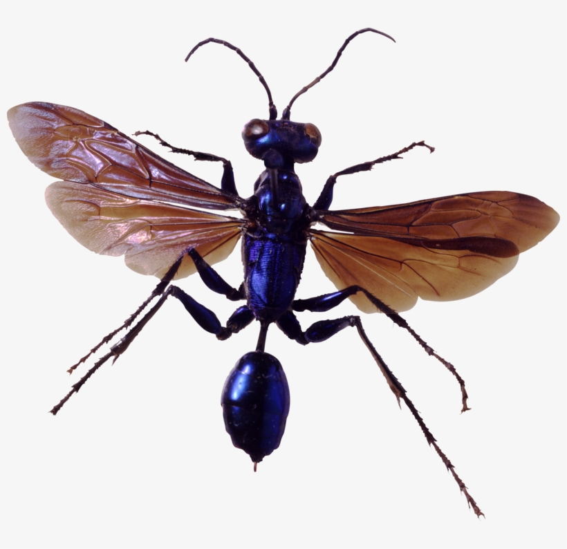 Bug Png Image, Download Png Image With Transparent, transparent png #6816390