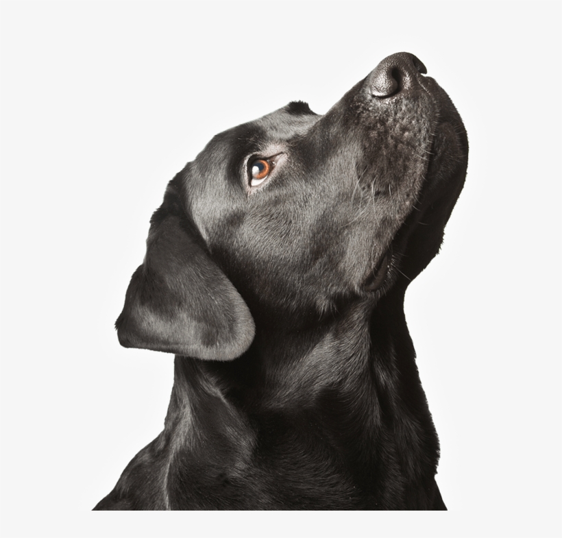 We Treat Cats And Dogs, transparent png #6823812