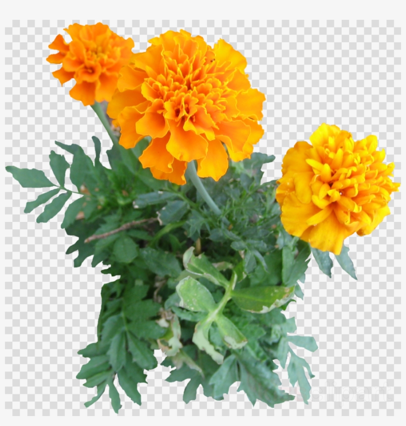 Mexican Flowers Clipart Png, transparent png #6829584