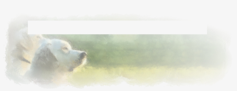 Foundationeyes On Four Paws, transparent png #6830698