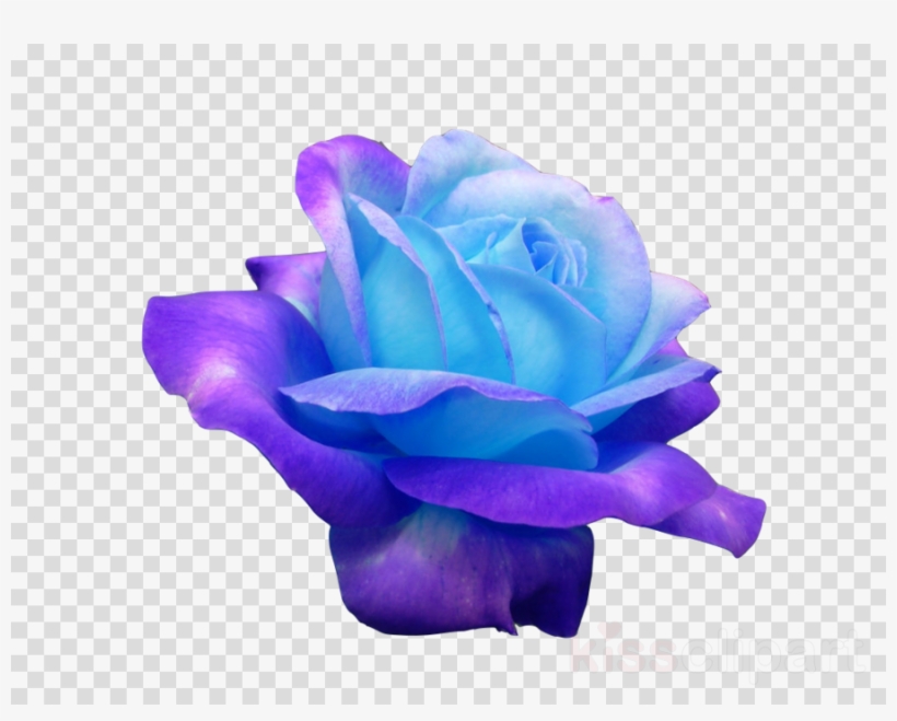 Transpa Flowers Blue Clipart Blue Rose Flower Flower, transparent png #6839469