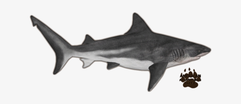Bull Shark, transparent png #6841547