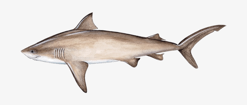 Bull Shark, transparent png #6841647