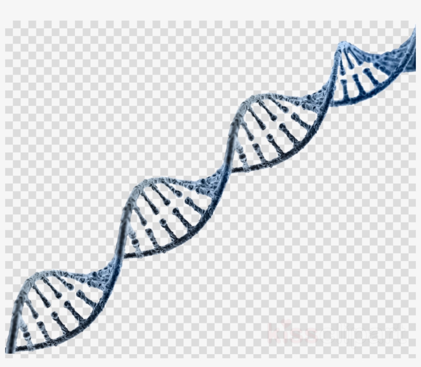 Rope Line Clipart Nucleic Acid Double Helix Rope Dna, transparent png #6843122
