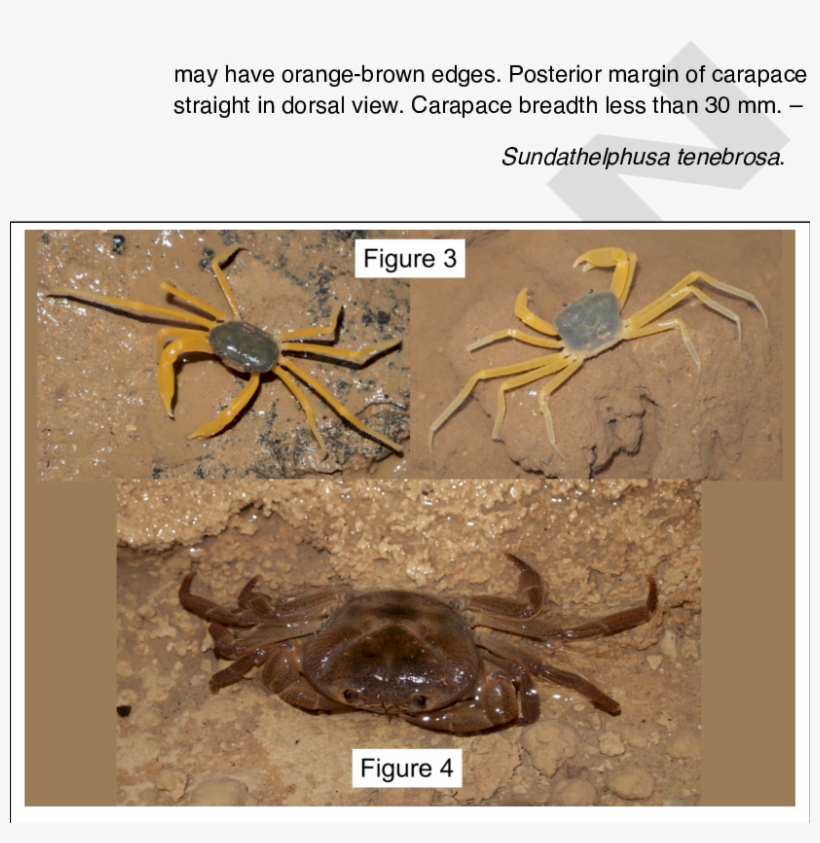 Cerebusa Tipula, Living Specimens Showing Spectacular, transparent png #6844474