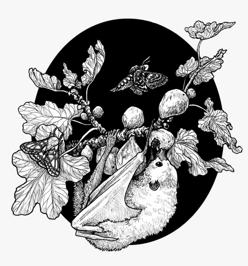 Fig Tree And The Fruit Bat, transparent png #6844779