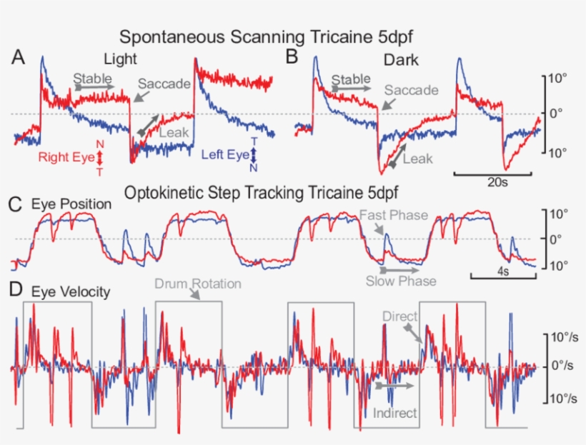 Scanning Behavior Of A 5 Dpf Embryo Shown In Either, transparent png #6846789