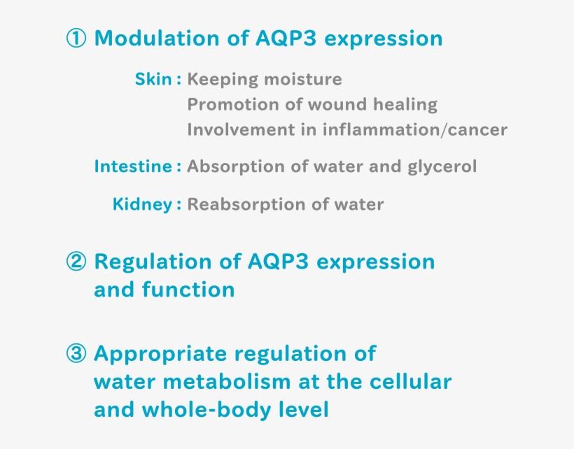 Restoration Of Age-related Decrease In Aqp3 Expression, transparent png #6847412
