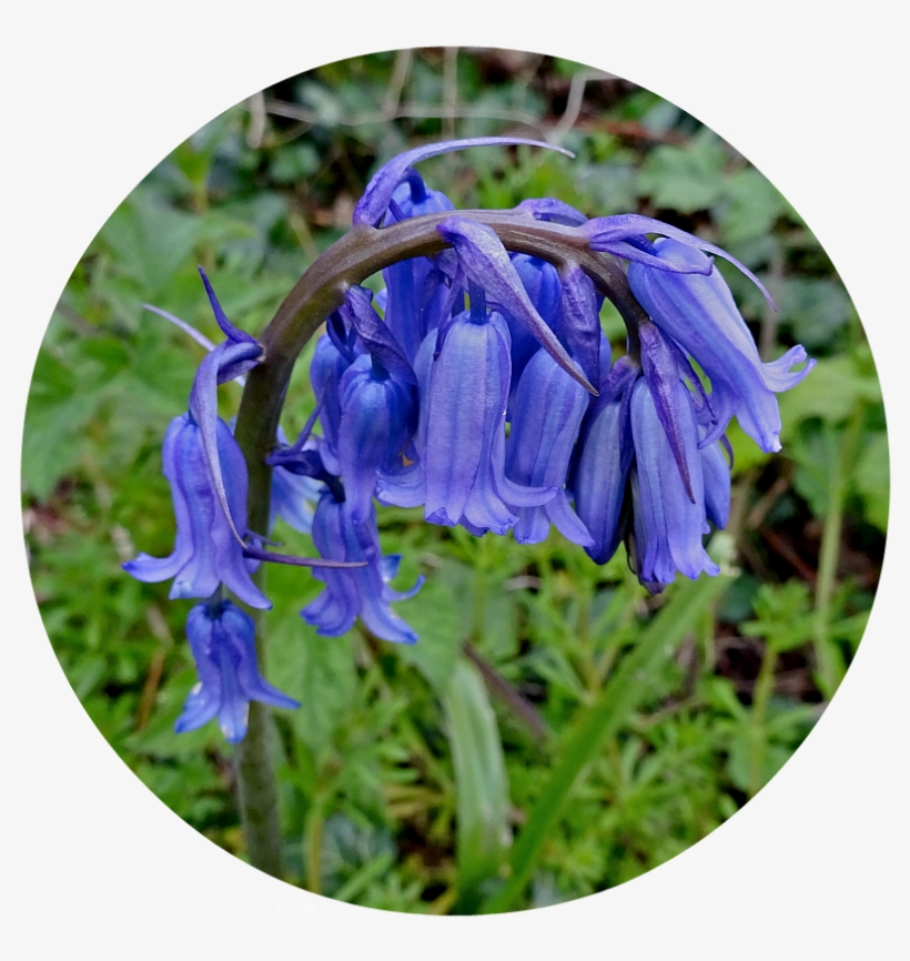 Where Five Valleys Meet April Cliff Top, transparent png #6847690