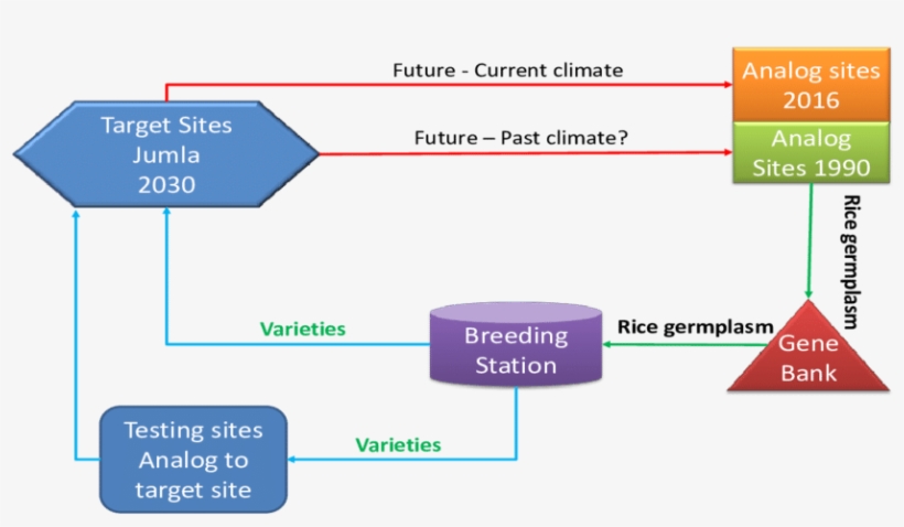 Conceptual Step Of Climate Smart Plant Breeding Based, transparent png #6852020