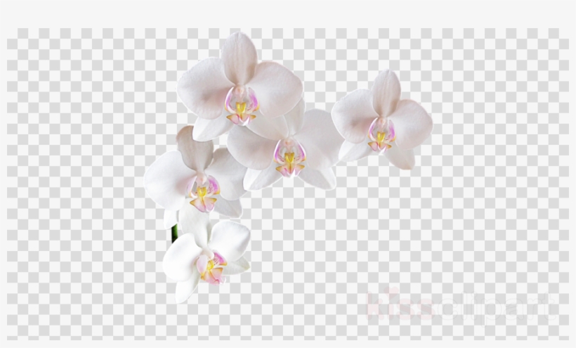 Jewelsbymoonli Hoop Earrings, Gold Hoop Earrings, Silver, transparent png #6852765