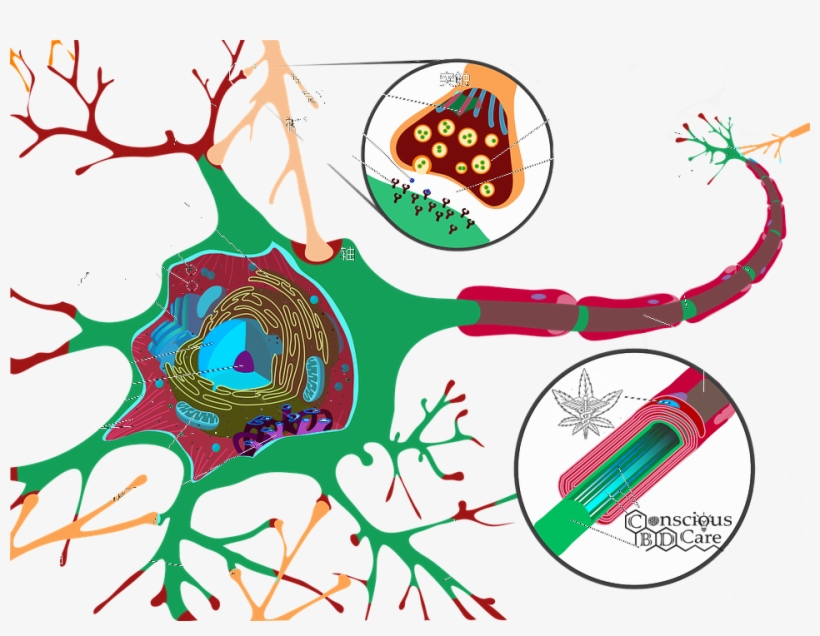 Follow Us On Facebook, transparent png #6856539