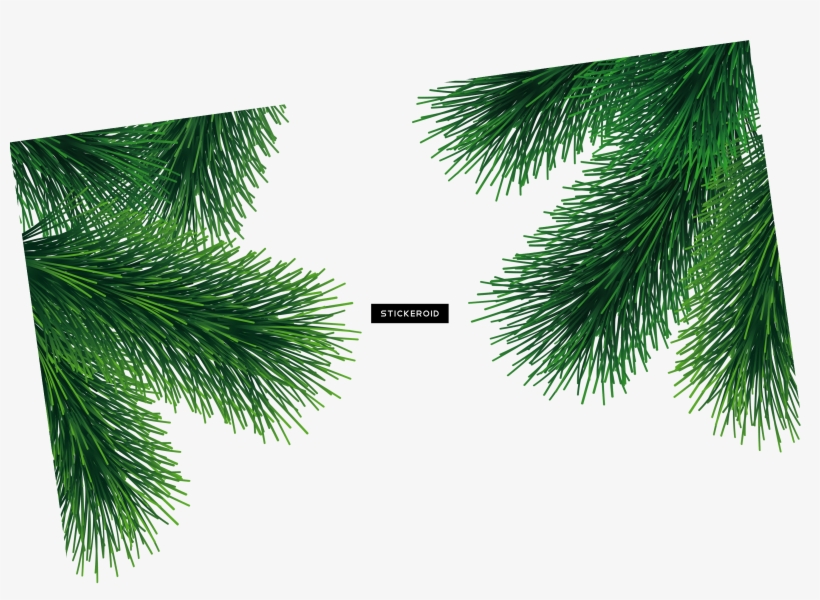 Green Fir-tree, transparent png #6865611