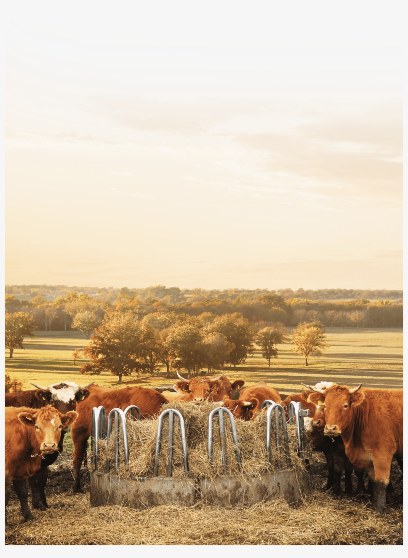Cows, transparent png #6869366