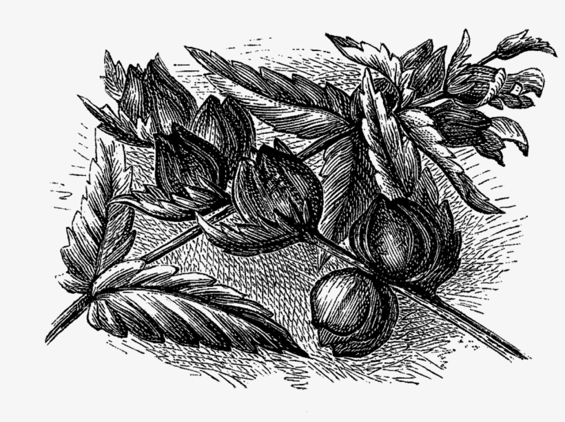 Digital Wildflower Downloads, transparent png #6869836