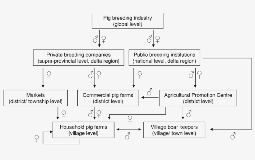 Extended Supply Channels For Breeding Pigs Used At, transparent png #6870390