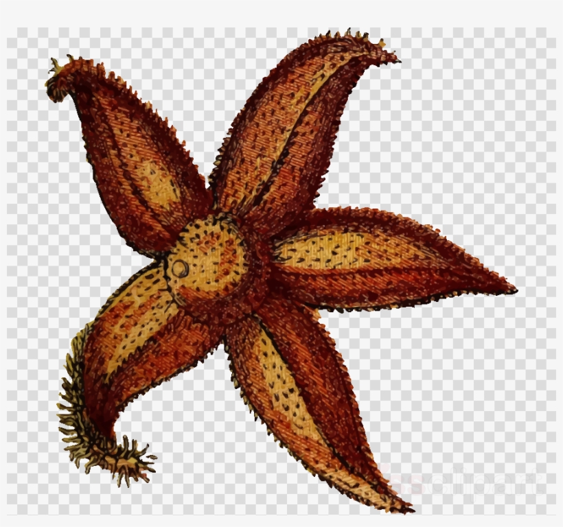 Søstjerne Png Clipart Echinoderm Clip Art, transparent png #6871078