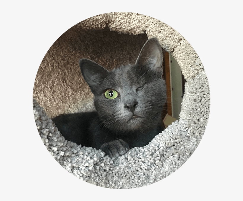 Lenny Happy Tails Tuesday, transparent png #6871547