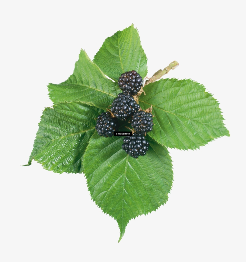 Blackberry Fruits Nuts, transparent png #6875680