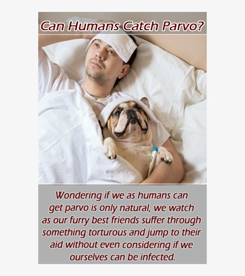 Wondering If We As Humans Can Get Parvo Is Only Natural,, transparent png #6877985