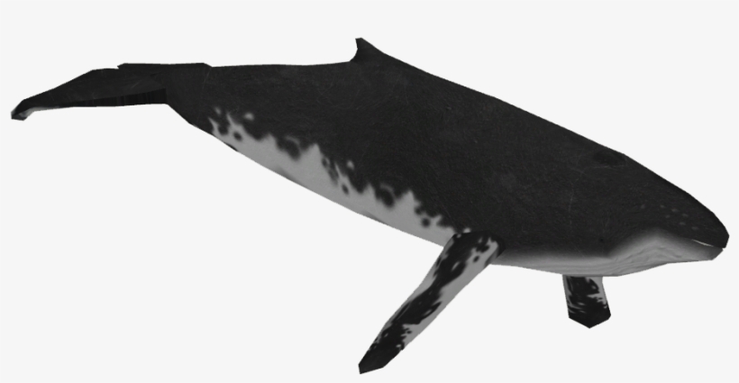 Humpback Whale Png, transparent png #6879215