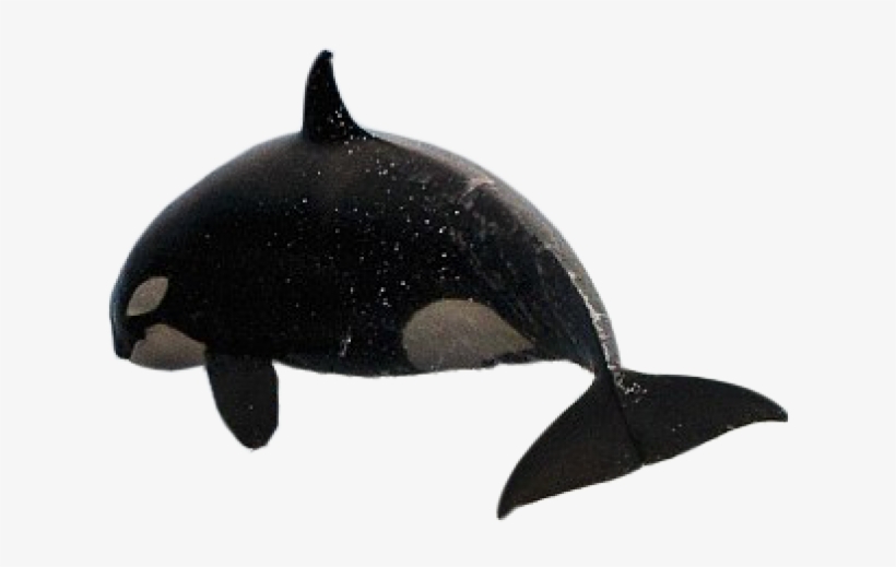 Whale.png, transparent png #6879290