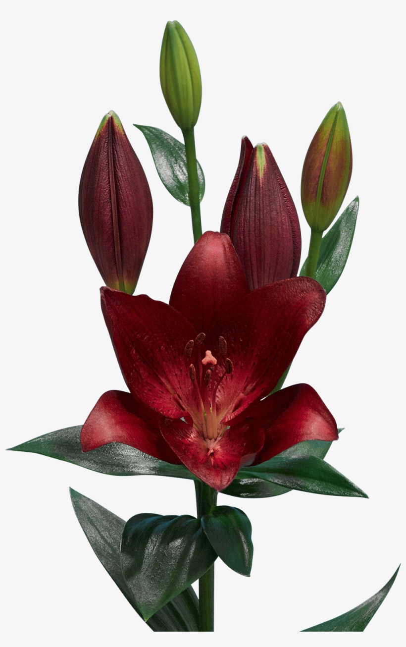 Lilium-redstone, transparent png #6881346